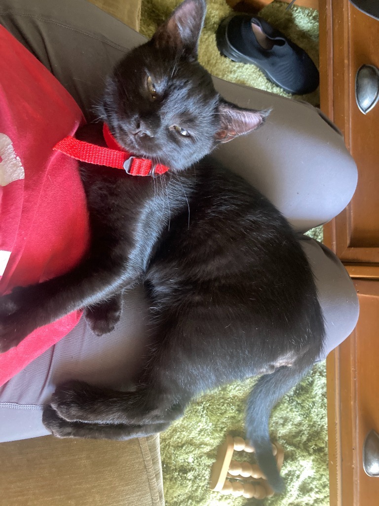 Baby Too bonded with Apollo, an adoptable Domestic Short Hair in Lake Forest, CA, 92630 | Photo Image 3
