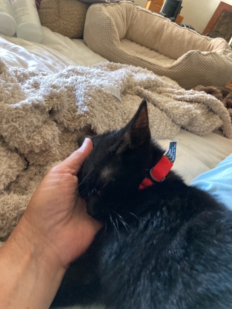 Baby Too bonded with Apollo, an adoptable Domestic Short Hair in Lake Forest, CA, 92630 | Photo Image 4