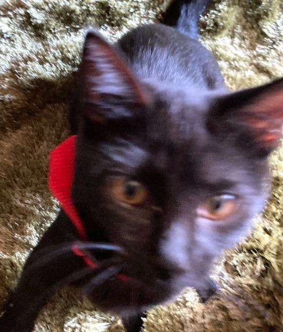 Baby Too bonded with Apollo, an adoptable Domestic Short Hair in Lake Forest, CA, 92630 | Photo Image 5