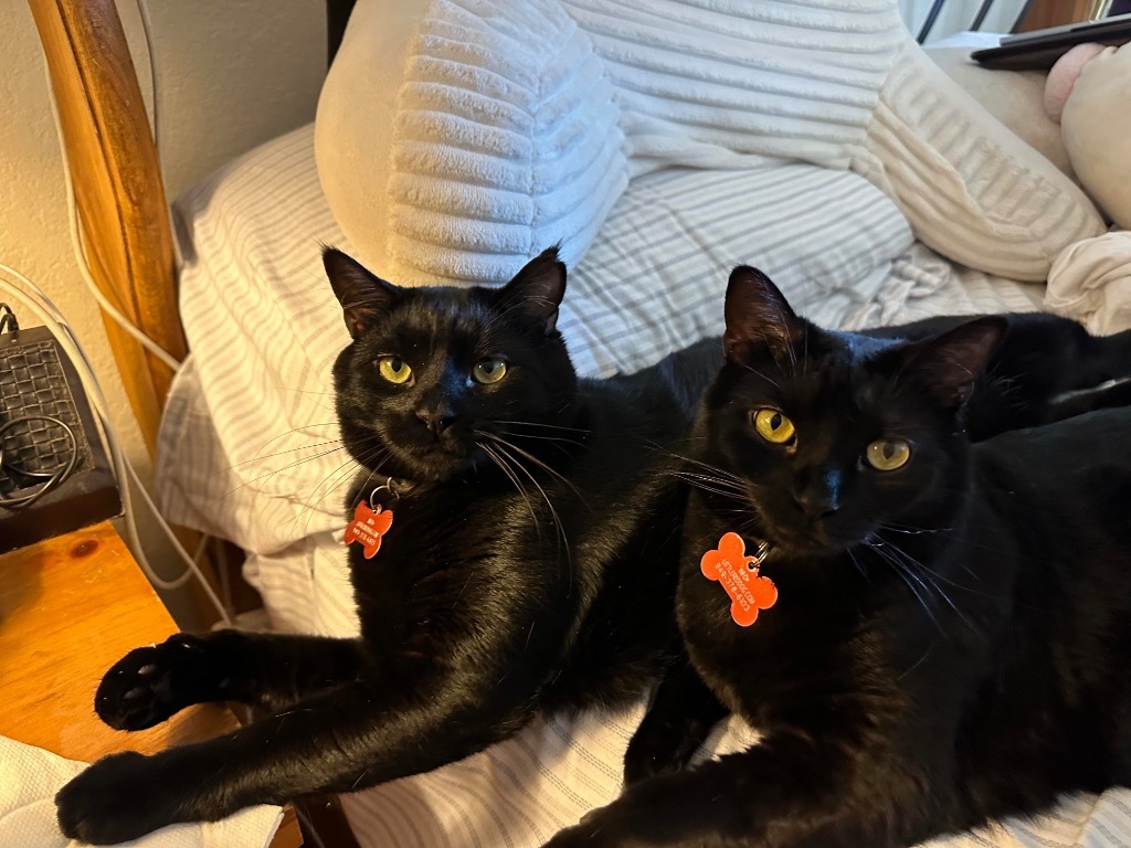 Baby Too bonded with Apollo, an adoptable Domestic Short Hair in Lake Forest, CA, 92630 | Photo Image 6