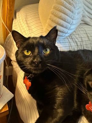 Apollo bonded with Baby Too