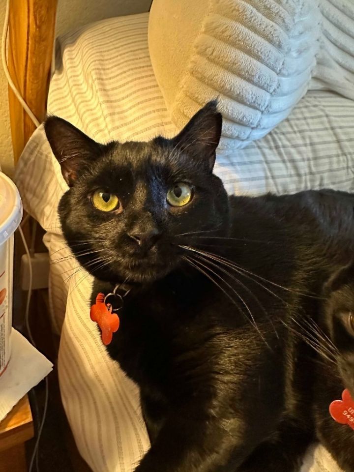 Apollo bonded with Baby Too 1