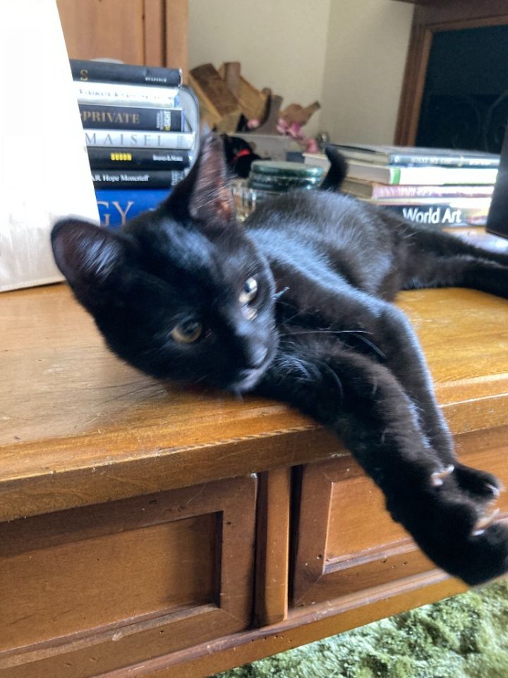 Apollo bonded with Baby Too 2