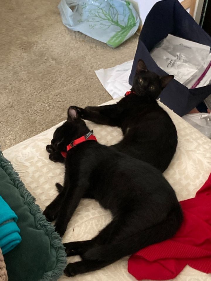 Apollo bonded with Baby Too 3