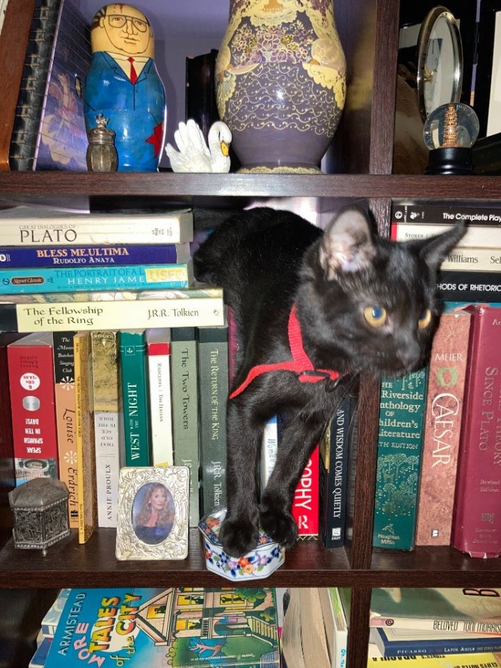 Apollo bonded with Baby Too 4