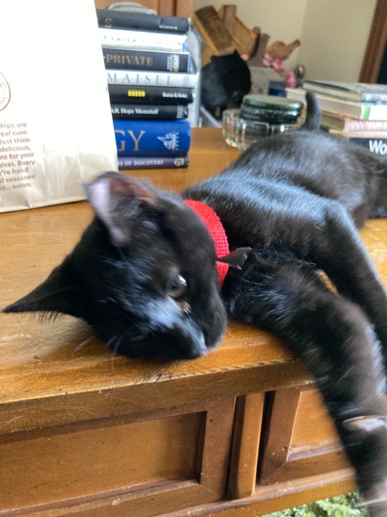 Apollo bonded with Baby Too, an adoptable Domestic Short Hair in Lake Forest, CA, 92630 | Photo Image 5
