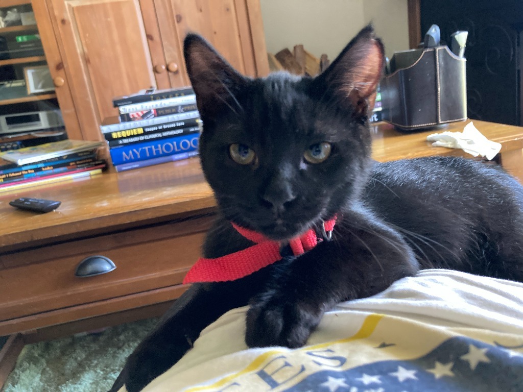 Apollo bonded with Baby Too, an adoptable Domestic Short Hair in Lake Forest, CA, 92630 | Photo Image 6