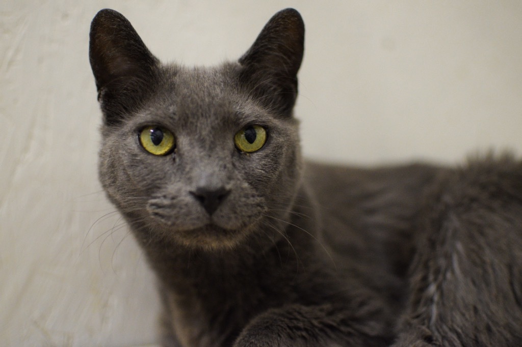 Smokey, an adoptable Domestic Short Hair in St. James City, FL, 33956 | Photo Image 1