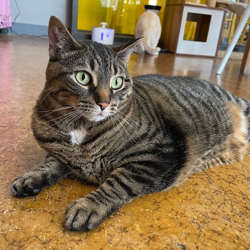 Juniper, an adoptable Domestic Short Hair in St. Louis, MO, 63119 | Photo Image 1