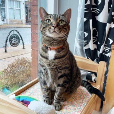 Juniper, an adoptable Domestic Short Hair in St. Louis, MO, 63119 | Photo Image 1