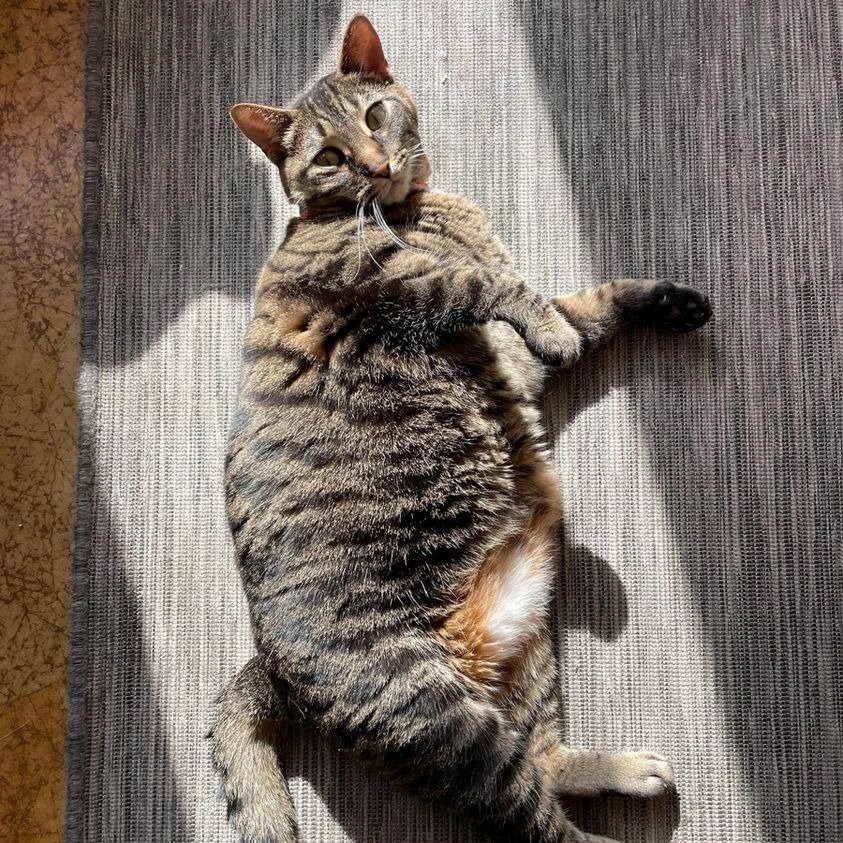 Juniper, an adoptable Domestic Short Hair in St. Louis, MO, 63119 | Photo Image 3