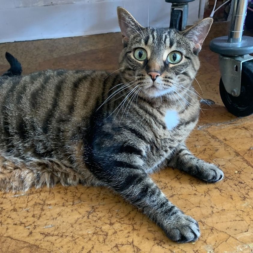 Juniper, an adoptable Domestic Short Hair in St. Louis, MO, 63119 | Photo Image 4