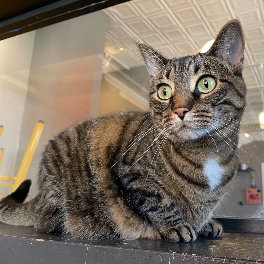 Juniper, an adoptable Domestic Short Hair in St. Louis, MO, 63119 | Photo Image 5