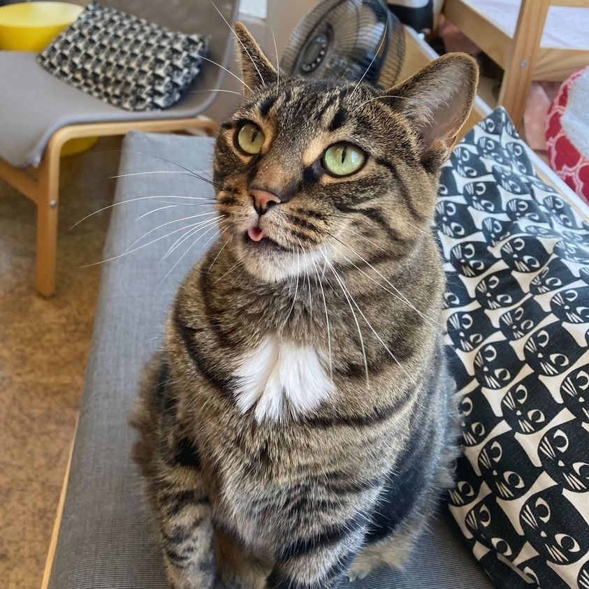 Juniper, an adoptable Domestic Short Hair in St. Louis, MO, 63119 | Photo Image 6