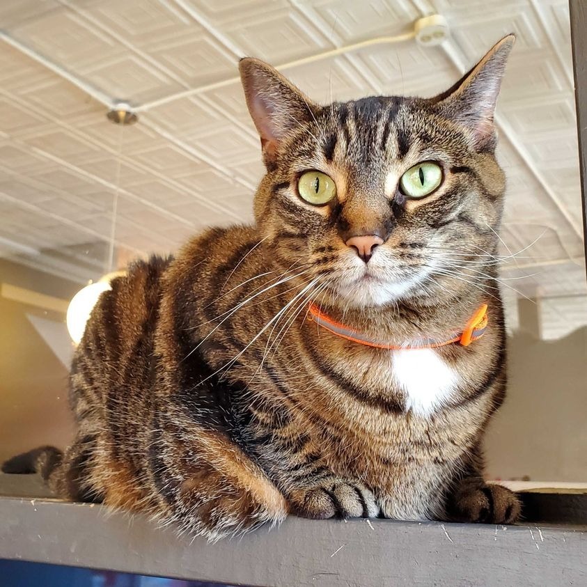 Juniper, an adoptable Domestic Short Hair in St. Louis, MO, 63119 | Photo Image 6