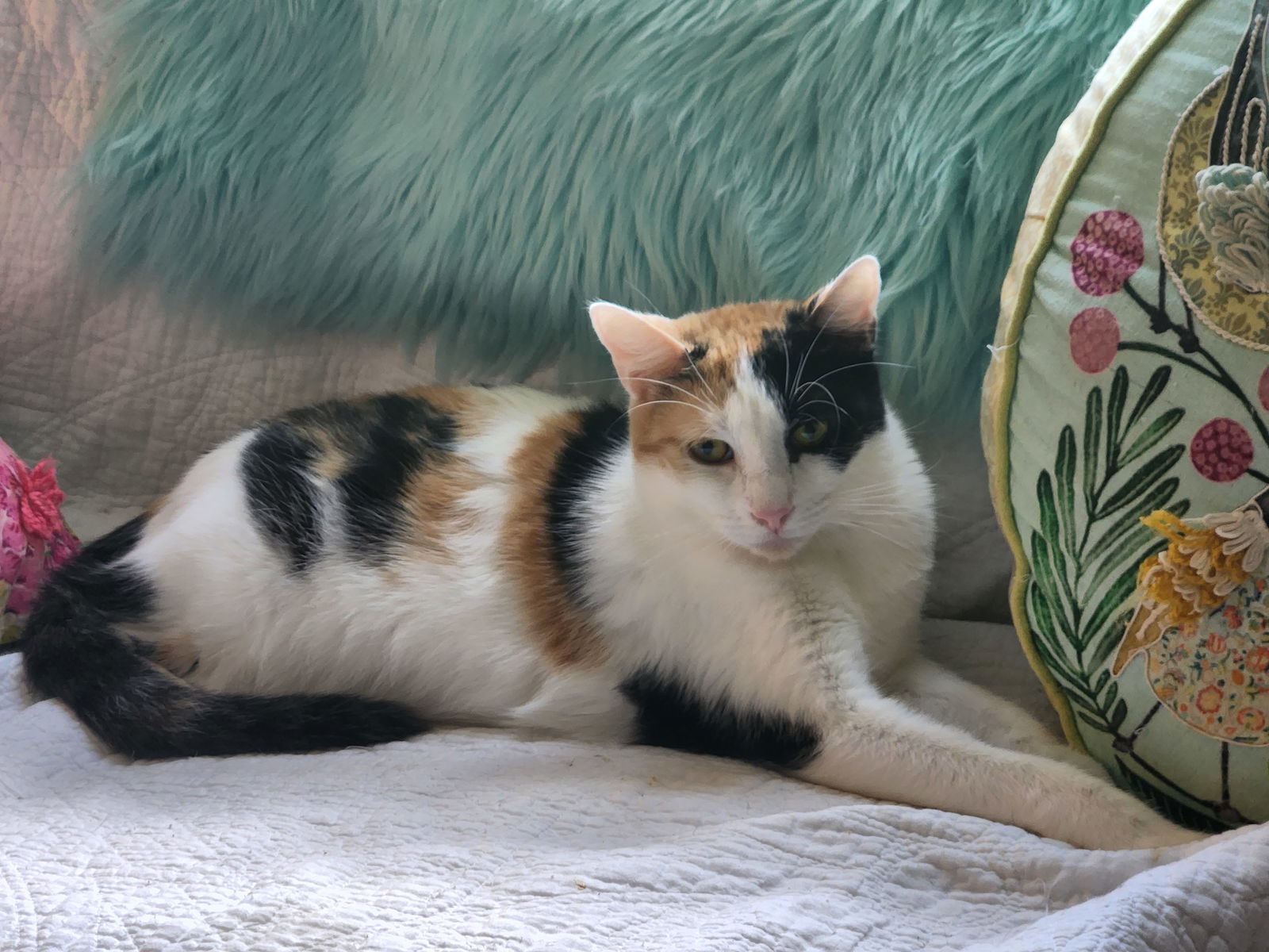 Buttercup, an adoptable Calico, Domestic Short Hair in Winter Garden, FL, 34787 | Photo Image 1