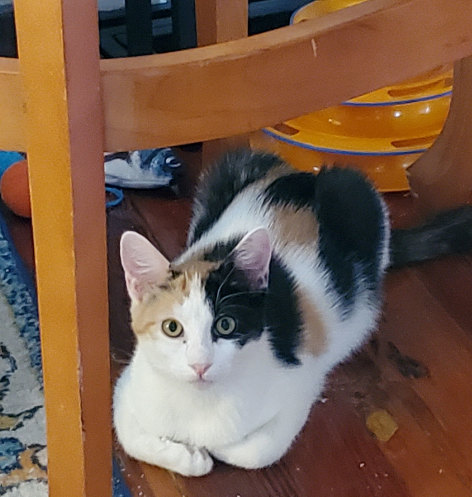 Buttercup, an adoptable Calico, Domestic Short Hair in Winter Garden, FL, 34787 | Photo Image 2