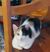 Buttercup photo 2