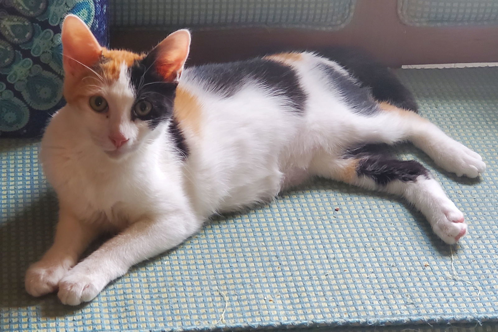 Buttercup, an adoptable Calico, Domestic Short Hair in Winter Garden, FL, 34787 | Photo Image 3