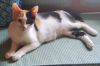 Buttercup photo 3