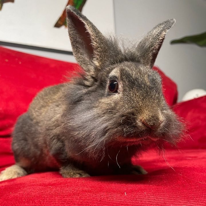 Smudgie, an adopted Lionhead & Netherland Dwarf Mix in Philadelphia , PA_image-1