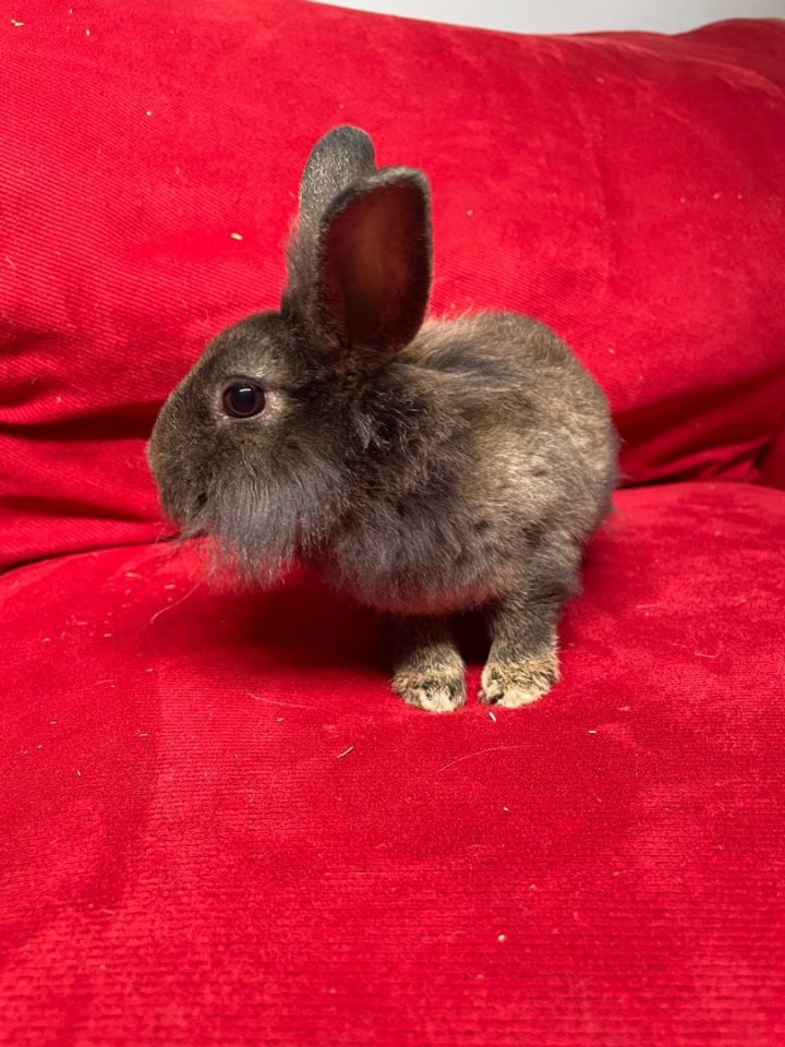 Smudgie, an adopted Lionhead & Netherland Dwarf Mix in Philadelphia , PA_image-5