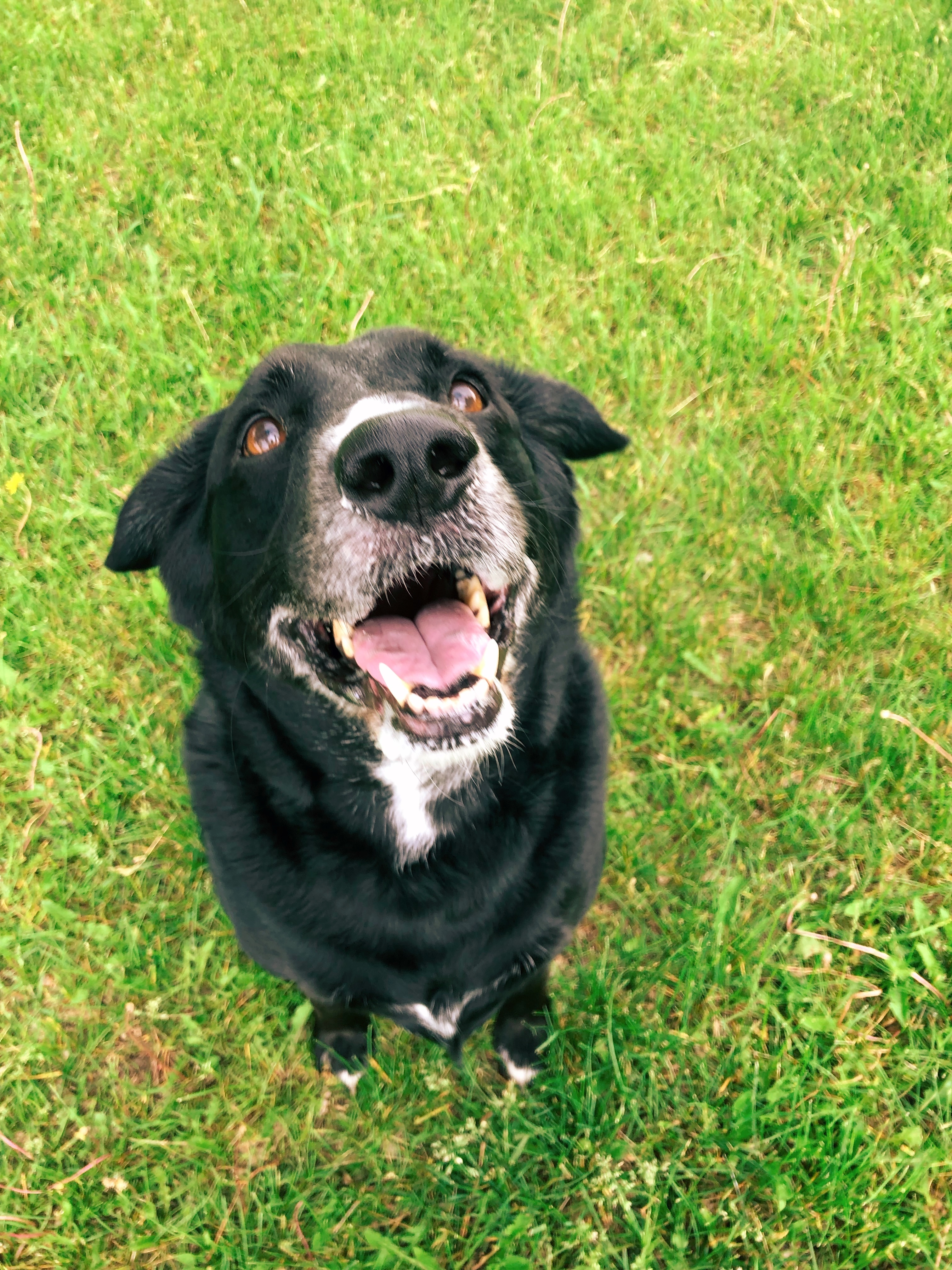 Zeke (Bonded with Winston)