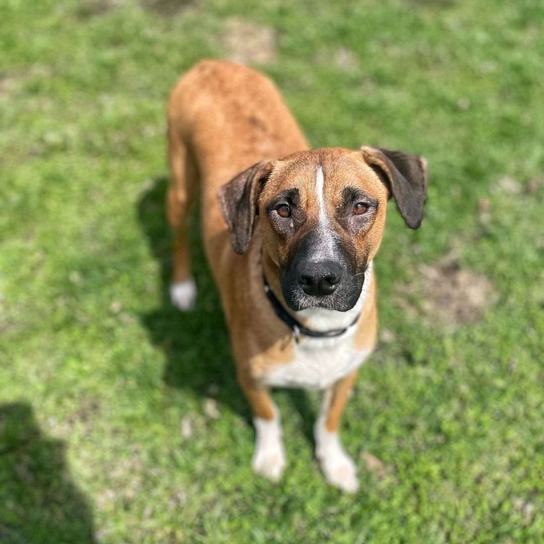 Dog for adoption - Louisa, a Boxer & Shar-Pei Mix in Monticello, MN ...