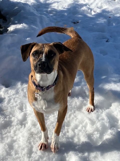 Louisa, an adoptable Boxer, Shar-Pei in Monticello, MN, 55362 | Photo Image 3