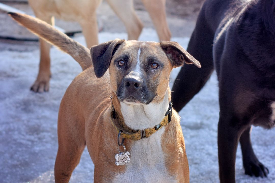 Louisa, an adoptable Boxer, Shar-Pei in Monticello, MN, 55362 | Photo Image 1