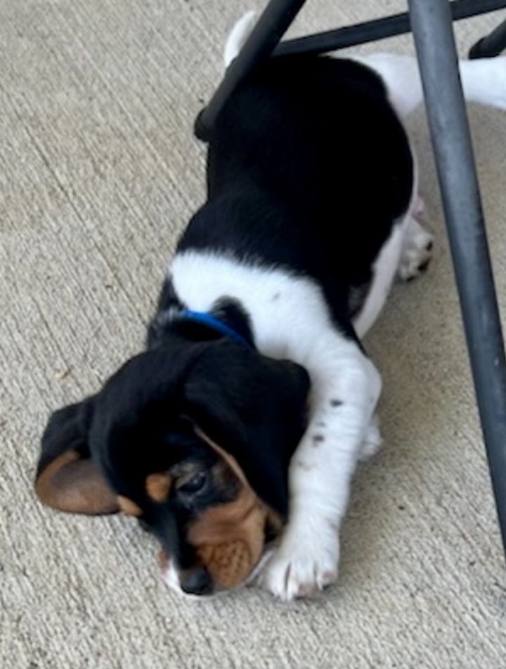 GoJo, an adoptable Beagle Mix in Thompson's Station, TN_image-4