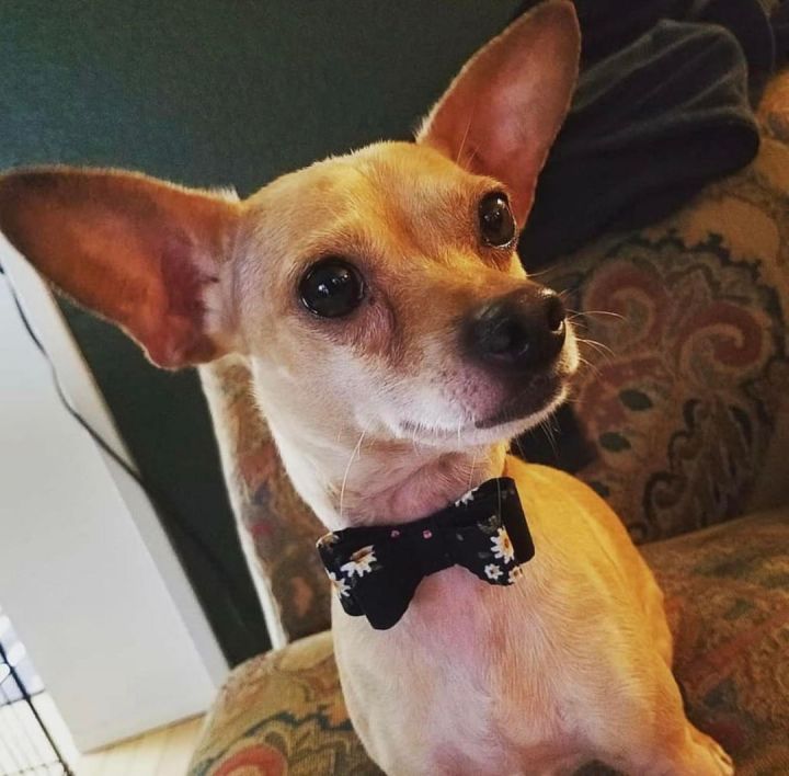 Burt, an adoptable Chihuahua in Covina, CA_image-5
