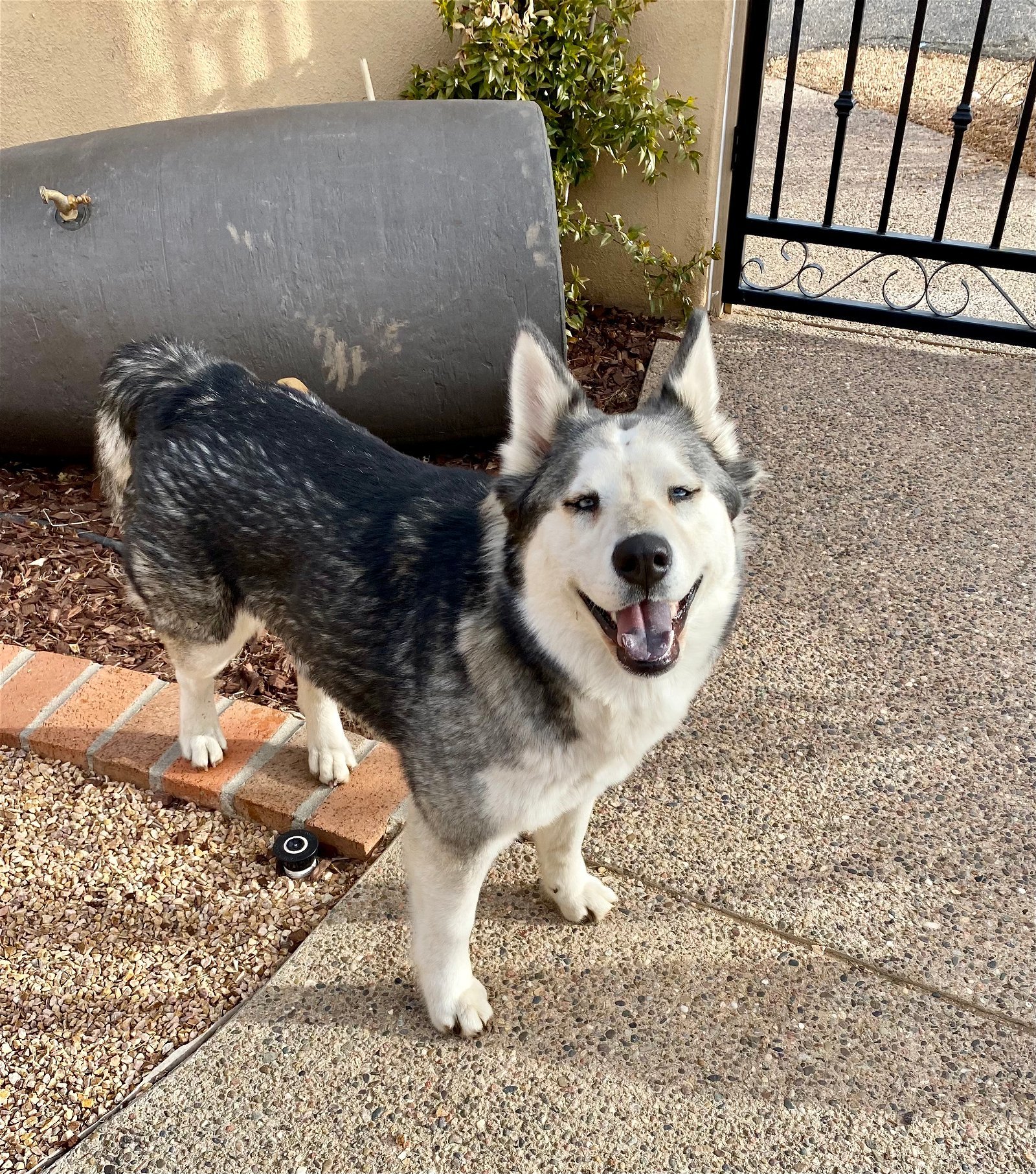 Maia, an adoptable Siberian Husky in Cedar Crest, NM, 87008 | Photo Image 1