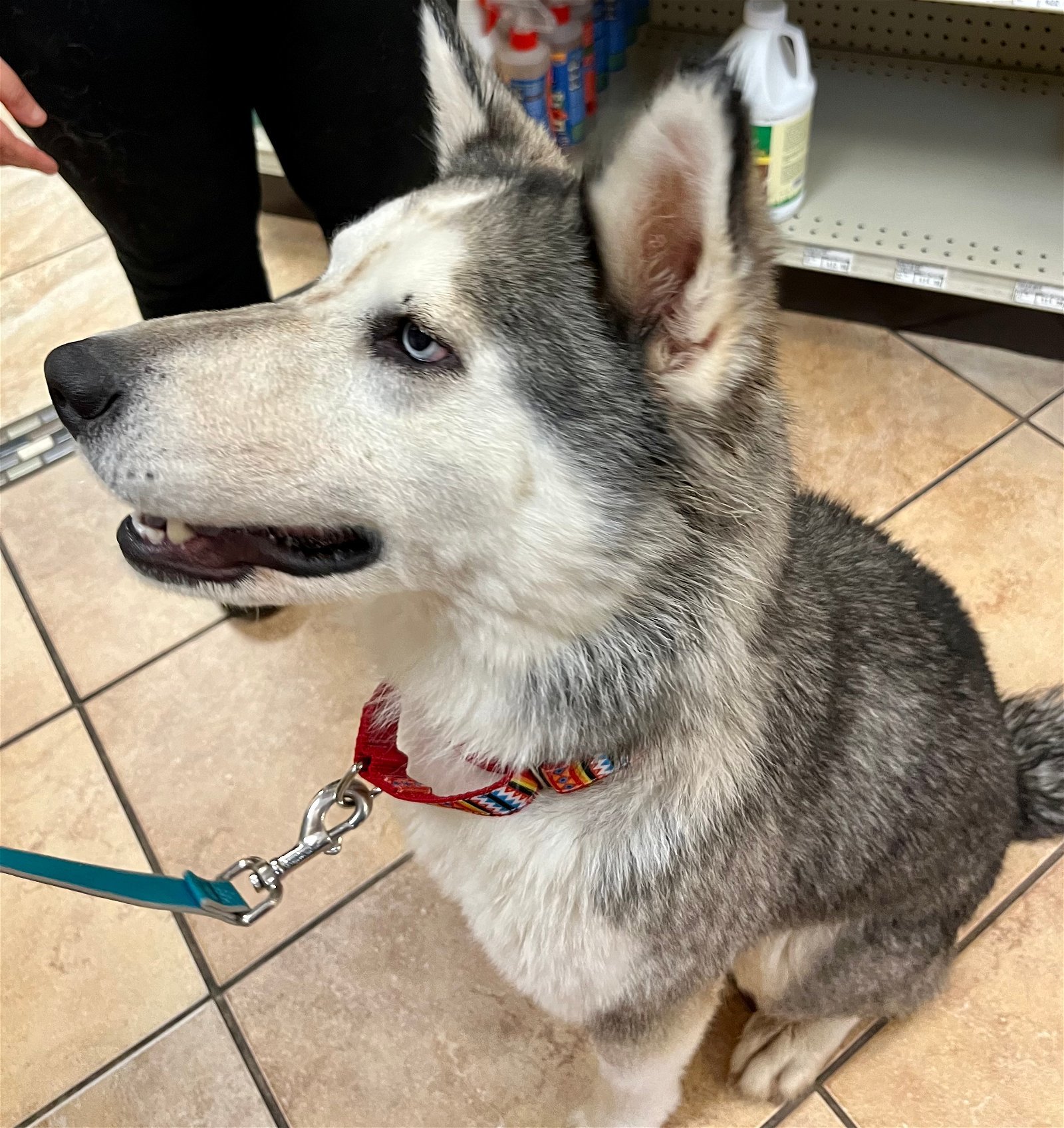Maia, an adoptable Siberian Husky in Cedar Crest, NM, 87008 | Photo Image 2