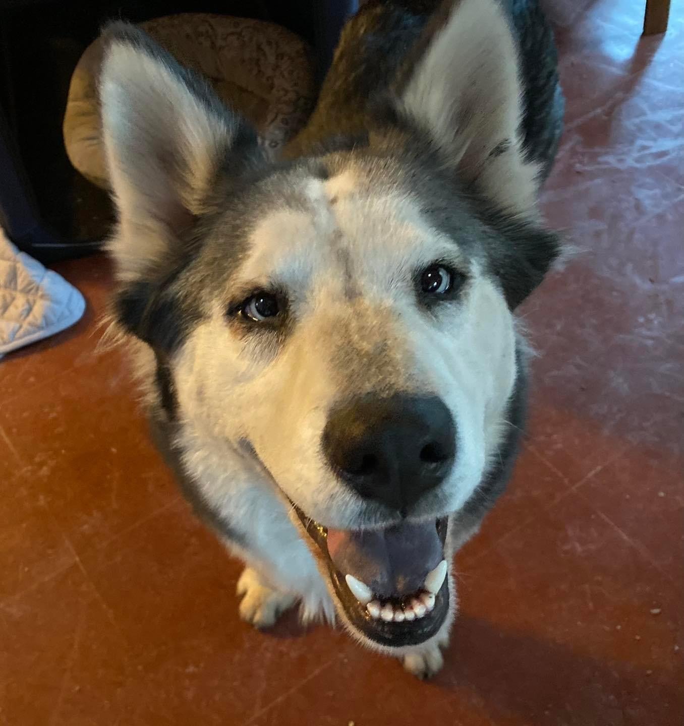 Maia, an adoptable Siberian Husky in Cedar Crest, NM, 87008 | Photo Image 3