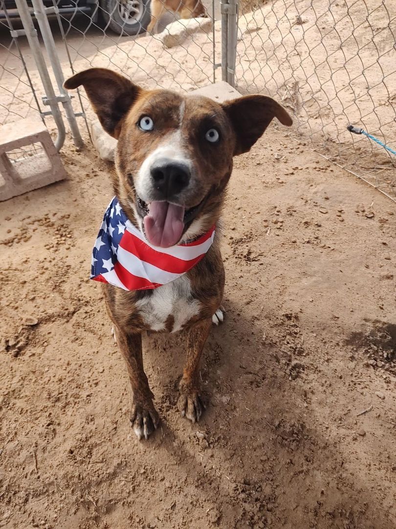 GRACIE, an adoptable Cattle Dog, Catahoula Leopard Dog in Pena Blanca, NM, 87041 | Photo Image 1