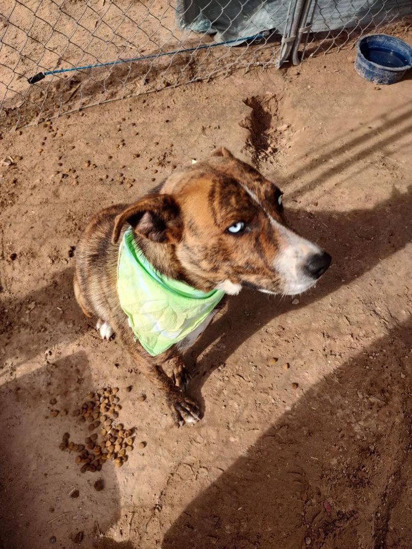 GRACIE, an adoptable Cattle Dog, Catahoula Leopard Dog in Pena Blanca, NM, 87041 | Photo Image 2