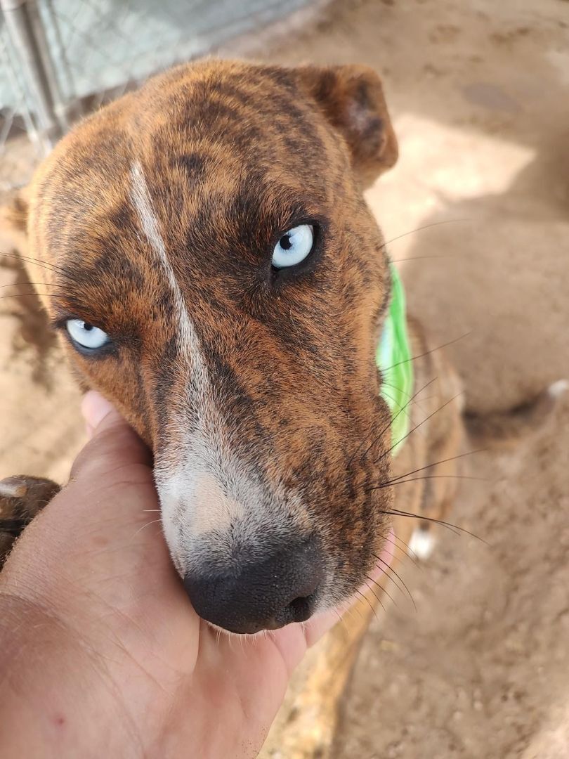 GRACIE, an adoptable Cattle Dog, Catahoula Leopard Dog in Pena Blanca, NM, 87041 | Photo Image 3