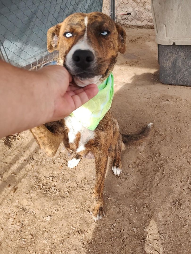 GRACIE, an adoptable Cattle Dog, Catahoula Leopard Dog in Pena Blanca, NM, 87041 | Photo Image 4