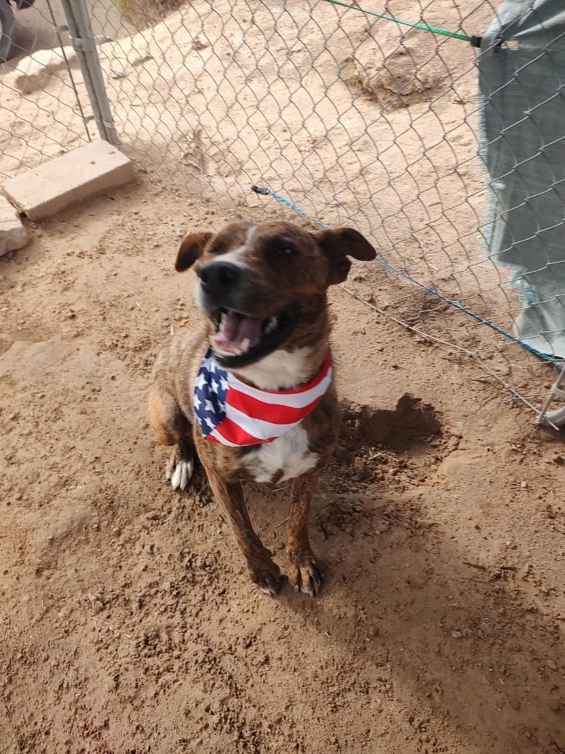 GRACIE, an adoptable Cattle Dog, Catahoula Leopard Dog in Pena Blanca, NM, 87041 | Photo Image 5