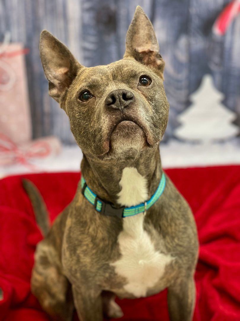 Clovis, an adoptable Pit Bull Terrier in Lake Odessa, MI, 48849 | Photo Image 1