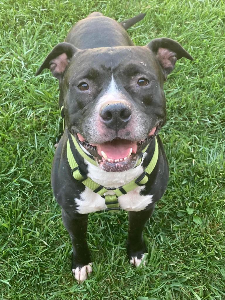 Pepper Jack, an adoptable Staffordshire Bull Terrier, Affenpinscher in Saginaw, MI, 48604 | Photo Image 1