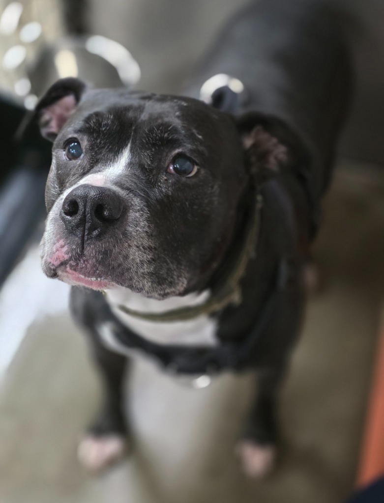Pepper Jack, an adoptable Staffordshire Bull Terrier, Affenpinscher in Saginaw, MI, 48604 | Photo Image 1