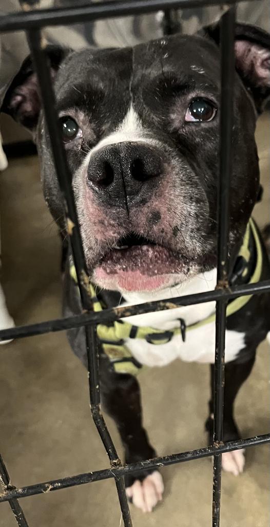 Pepper Jack, an adoptable Staffordshire Bull Terrier, Affenpinscher in Saginaw, MI, 48604 | Photo Image 2