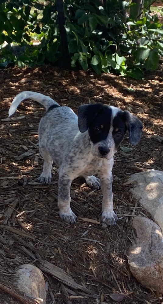 Shepherd Oreo