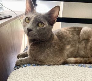 Catalina , Adult Female unknown