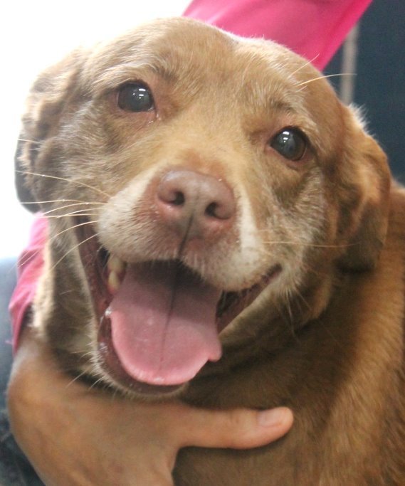 Lucy, an adoptable Retriever & Pit Bull Terrier Mix in Carrollton, GA_image-1