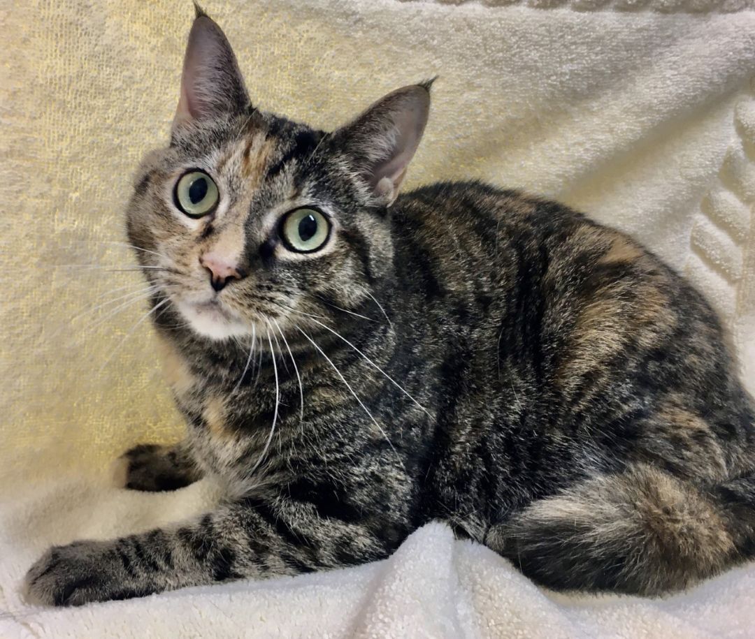 Nanny, an adoptable Domestic Short Hair in Loudon, TN, 37774 | Photo Image 1