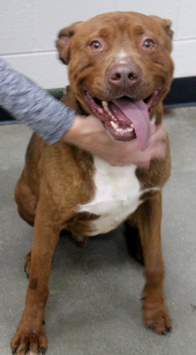 Walter, an adoptable Pit Bull Terrier & Labrador Retriever Mix in Carrollton, GA_image-2