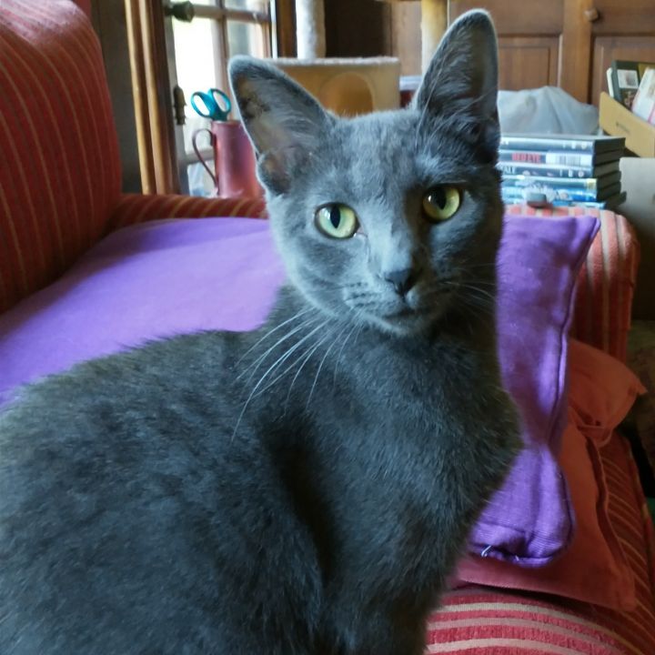 Kiera, an adopted Domestic Short Hair & Russian Blue Mix in Minneapolis, MN_image-1